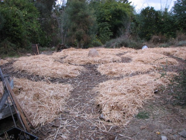 The beds covered in straw!  Hurray!