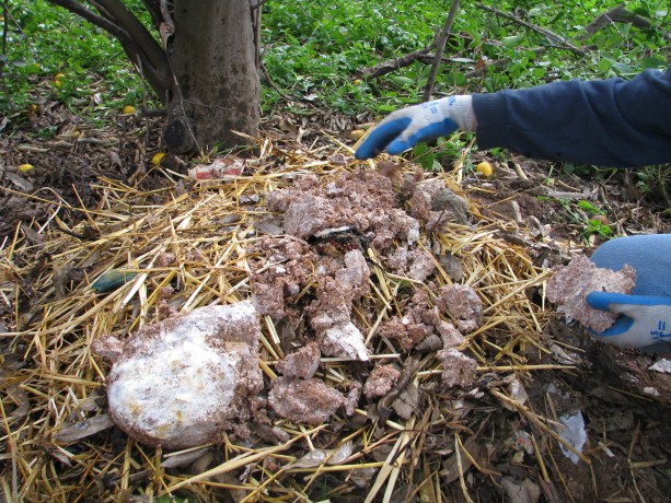 Mixing in Shaggy Mane  spores with the compost.