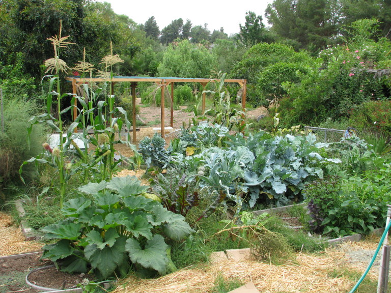 Polyculture In A Veggie Bed – Finch Frolic Garden Permaculture