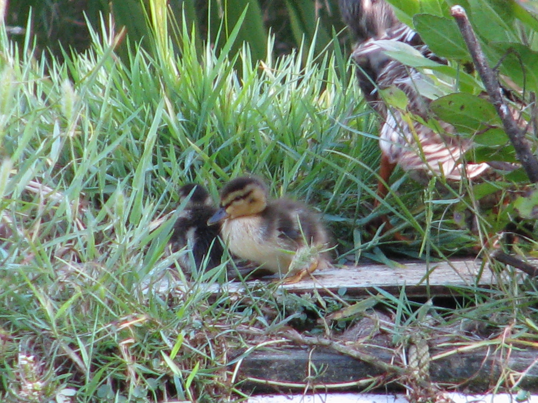 Ducklings! – Finch Frolic Garden Permaculture