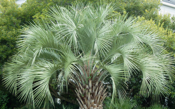 Adventures with Fruit: Pindo (Jelly) Palms – Finch Frolic Garden ...