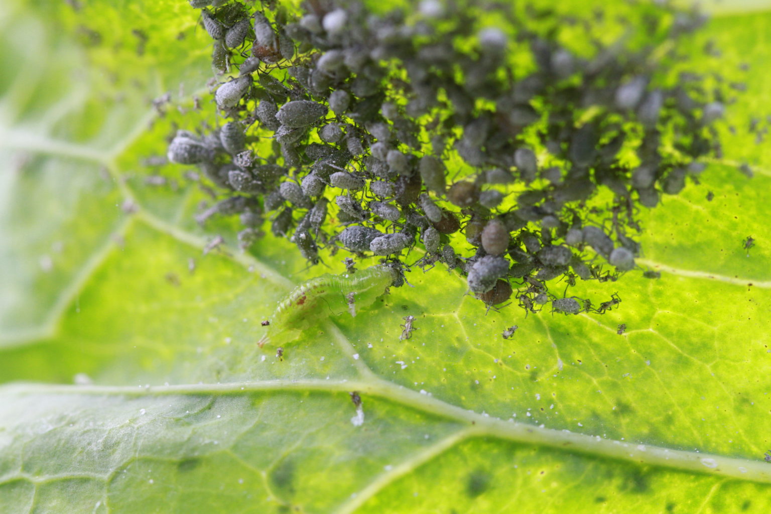 Aphid Predators – Finch Frolic Garden Permaculture